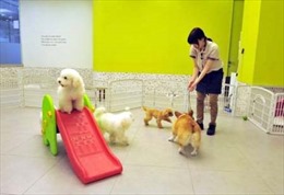 Bùng nổ khách sạn chăm sóc thú nuôi ở Hàn Quốc